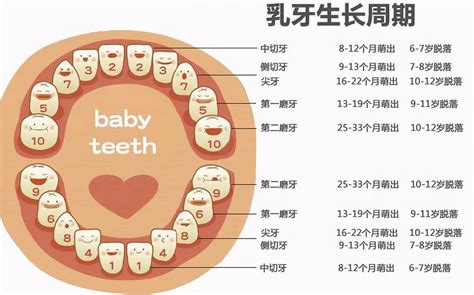 小朋友出大牙|宝宝长牙顺序图：多大开始长牙、几岁出齐？看你家娃出牙是否标准